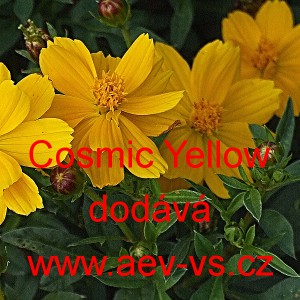 Kr&aacute;senka žlut&aacute;, s&iacute;rožlut&aacute; Cosmic Yellow