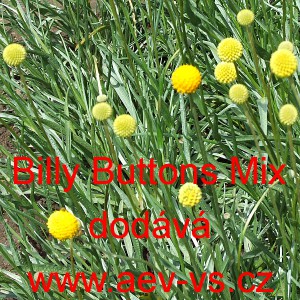 Kraspedie kulovit&aacute; Billy Buttons Mix