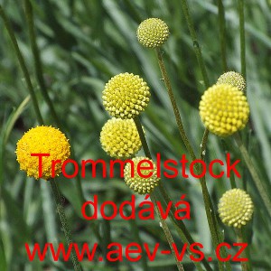 Kraspedie kulovit&aacute; Trommelstock