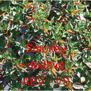 Hlazenec ohniv&yacute;, kufea cigaretov&aacute; Smokey