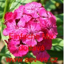 Hvozd&iacute;k bradat&yacute;, vousat&yacute; Einfache Mix