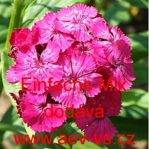 Hvozd&iacute;k bradat&yacute;, vousat&yacute; Sweet William Mix