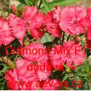 Hvozd&iacute;k č&iacute;nsk&yacute; Diamond Mix F1