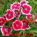 Hvozd&iacute;k č&iacute;nsk&yacute; Merry Go Round