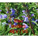 Včeln&iacute;k moldavsk&yacute; Blau