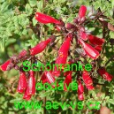 &Uacute;ponatka drsn&aacute; Sch&ouml;nranke