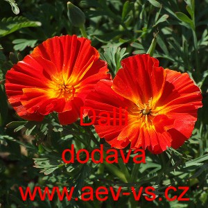 Sluncovka kalifornsk&aacute;, kalifornsk&yacute; m&aacute;k Dalli Mix