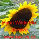 Slunečnice ročn&iacute; Henri Wilde Mix