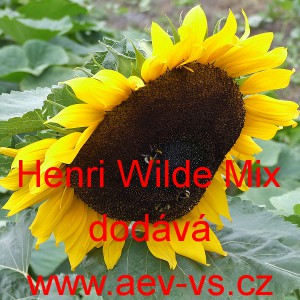 Slunečnice ročn&iacute; Henri Wilde Mix