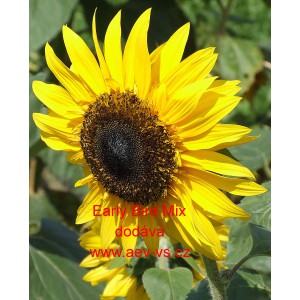 Slunečnice ročn&iacute; Early Bird Mix