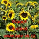 Slunečnice ročn&iacute; Waooh