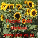 Slunečnice ročn&iacute; Pacino Gold