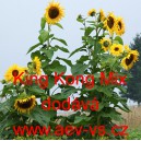 Slunečnice ročn&iacute; King Kong Mix