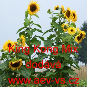 Slunečnice ročn&iacute; King Kong Mix