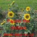 Slunečnice ročn&iacute; Pacino Mix