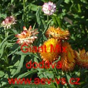 Smil listenat&yacute;, slaměnka Giant Mix