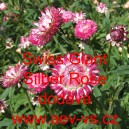 Smil listenat&yacute;, slaměnka Swiss Giant Silber Rose