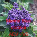 Otočn&iacute;k stromovit&yacute;, vanilka Marine Blue