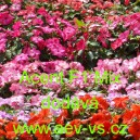 Net&yacute;kavka tureck&aacute;, sult&aacute;nsk&aacute;, ančička, sult&aacute;nka nebo i piln&aacute; l&iacute;zinka Acent F1 Mix 