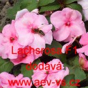 Net&yacute;kavka tureck&aacute;, sult&aacute;nsk&aacute;, ančička, sult&aacute;nka nebo i piln&aacute; l&iacute;zinka Lachsrosa F1