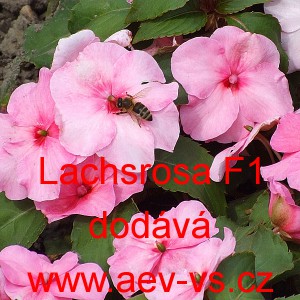 Net&yacute;kavka tureck&aacute;, sult&aacute;nsk&aacute;, ančička, sult&aacute;nka nebo i piln&aacute; l&iacute;zinka Lachsrosa F1