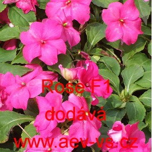 Net&yacute;kavka tureck&aacute;, sult&aacute;nsk&aacute;, ančička, sult&aacute;nka nebo i piln&aacute; l&iacute;zinka Rose F1