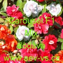 Net&yacute;kavka tureck&aacute;, sult&aacute;nsk&aacute;, ančička, sult&aacute;nka nebo i piln&aacute; l&iacute;zinka Carousel F1 Mix