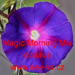 Pov&iacute;jnice nachov&aacute; Magic Morning Mix