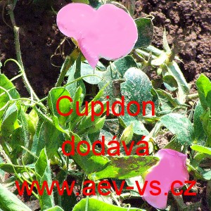 Hrachor vonn&yacute; Cupidon