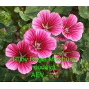 Sl&eacute;zovec tř&iacute;měs&iacute;čn&iacute; Ruby Regis Mischung