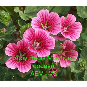 Sl&eacute;zovec tř&iacute;měs&iacute;čn&iacute; Ruby Regis Mix