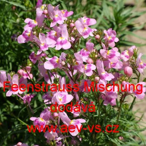 Lnice marock&aacute; Feenstrau&szlig; Mischung