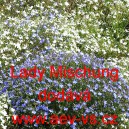 Lobelka drobn&aacute; Lady Mischung