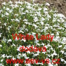 Lobelka drobn&aacute; White Lady