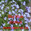 Lobelka drobn&aacute; Riviera Sky Blue