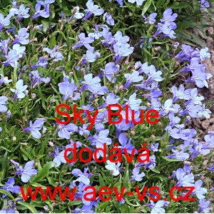 Lobelka drobn&aacute; Riviera Sky Blue