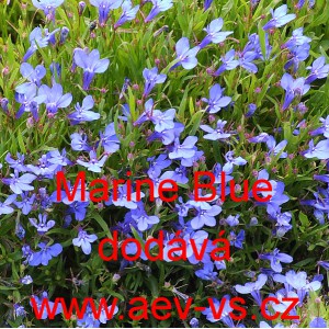 Lobelka drobn&aacute; Riviera Marine Blue