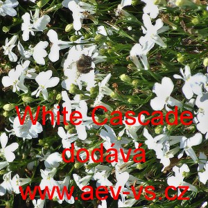 Lobelka drobn&aacute; převisl&aacute; White Cascade