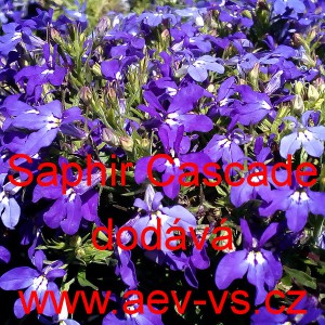 Lobelka drobn&aacute; převisl&aacute; Saphir Cascade