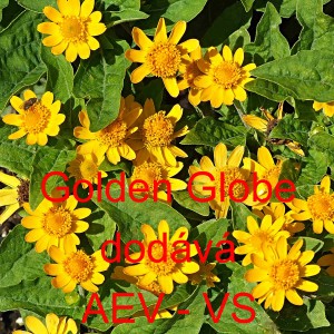 Černonožec bahenn&iacute;, melampodium Golden Globe