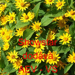 Černonožec bahenn&iacute;, melampodium Showstar