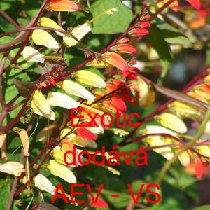 Kvamoklit laločnat&yacute;, pov&iacute;jnice Exotic