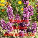 Zavinutka citronov&aacute;, mexick&aacute; citronov&aacute; m&aacute;ta Bergamo