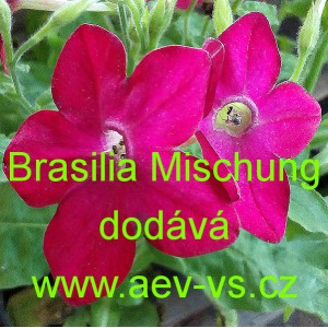 Tab&aacute;k Sandeřin, Sanderův Brasilia Mischung