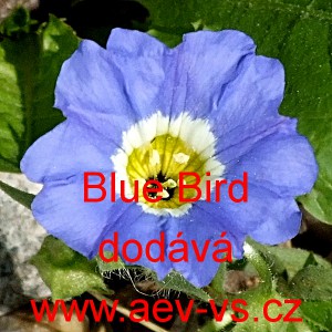 Nolana, zvonkovnice řepovit&aacute; Blue Bird