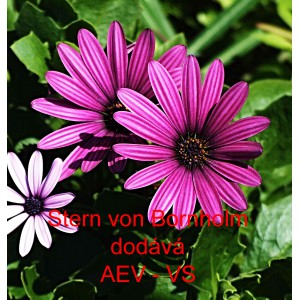 Tvrdosemen&iacute;k kapsk&yacute;, osteospermum Stern von Bornholm