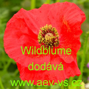 M&aacute;k vlč&iacute; Wilder Klatschmohn Abendfeuer