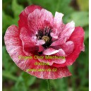 M&aacute;k vlč&iacute; Engels Chor Mischung