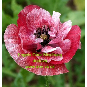 M&aacute;k vlč&iacute; Engels Chor Mischung