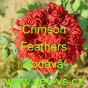 M&aacute;k set&yacute; Crimson Feathers